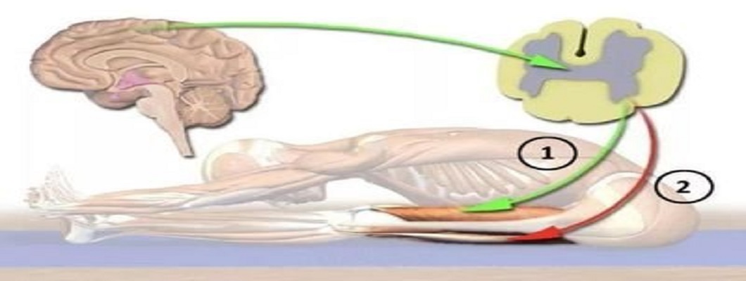 Nicotinamide Mononucleotide (NMN) as a potential curative ingredient for neuromuscular diseases